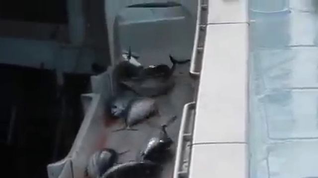 Рыбалка, когда есть клев смотреть онлайн