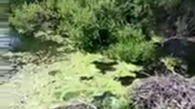 хатка бобров смотреть онлайн