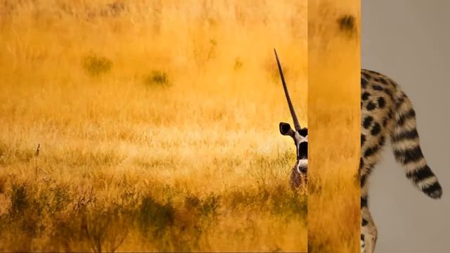 Всемирный день защиты животных - история, дата, поздравление. смотреть онлайн