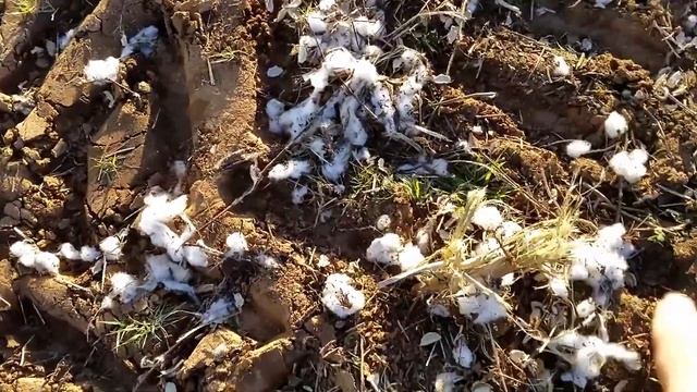 Лучший хлопок для рубашек. Из какого хлопка делают лучшие рубашки? смотреть онлайн