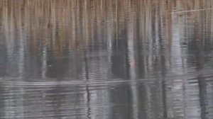 Серия 42. Поплавок. Осенняя плотва. Рыбалка с Нормундом Грабовскисом.