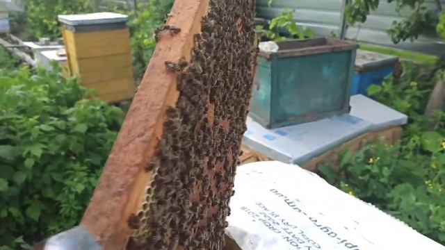 Когда пчелиная матка начинает хорошо засевать яйца. Когда матка начинает отлажив смотреть онлайн