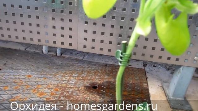 Как выглядит орхидея со всех сторон смотреть онлайн