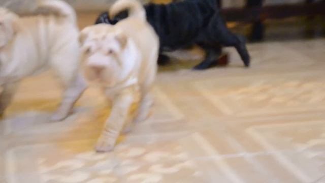 Девочки в шубке " на вырост " . ПРОДАЮТСЯ ( 8912664511 ) смотреть онлайн