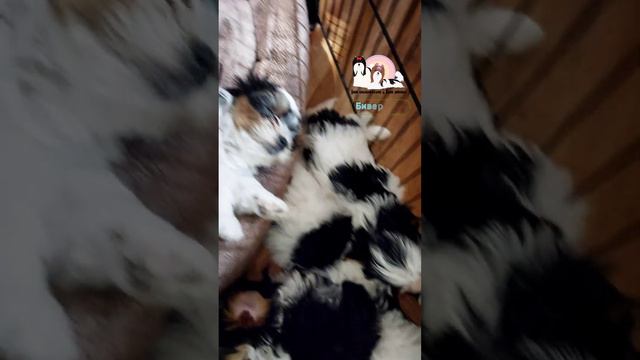 милое созерцание #Малыш #щенок/ #бивер #маленькаясобака #ШансПрованс/  #шанспрованс / #shansprovans