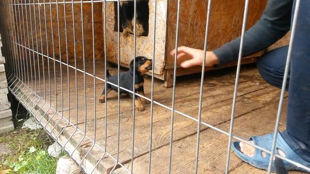 Ягдтерьер 1 месяц, Terrier 1 month смотреть онлайн