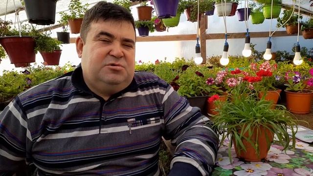 СРОКИ ПОСЕВА ЦВЕТОВ СИБИРЬ. смотреть онлайн