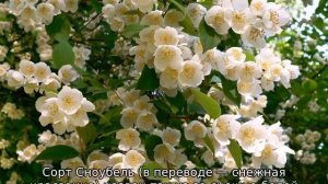 Жасмин садовый — уход и выращивание