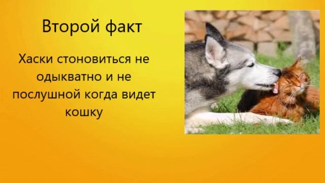 5 фактов о хаски плюсы и минусы породы смотреть онлайн