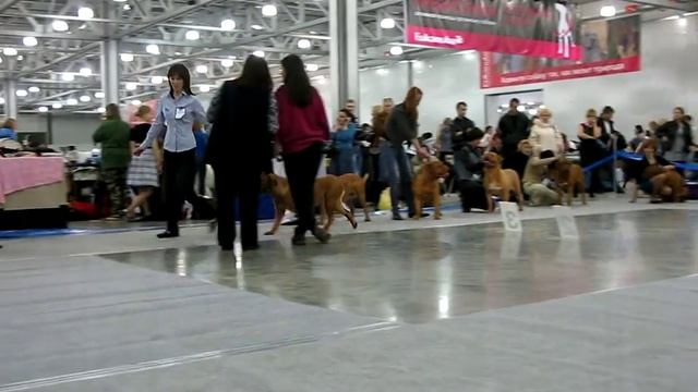 Бордоский дог.Бренда смотреть онлайн