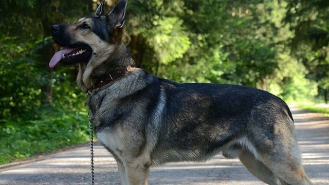 Немецкая овчарка - дрессировка, уход | Все о породе смотреть онлайн