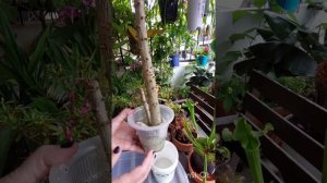 Как Спасти Сгнивший Пахиподиум-Самый Удачный Способ!