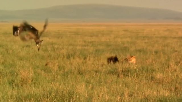 Крокодил Напал На Слона. Вот Что Было Дальше...