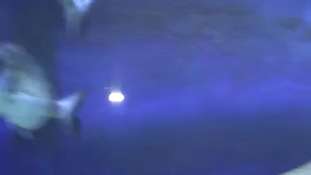 5 Морские обитатели Адриатики