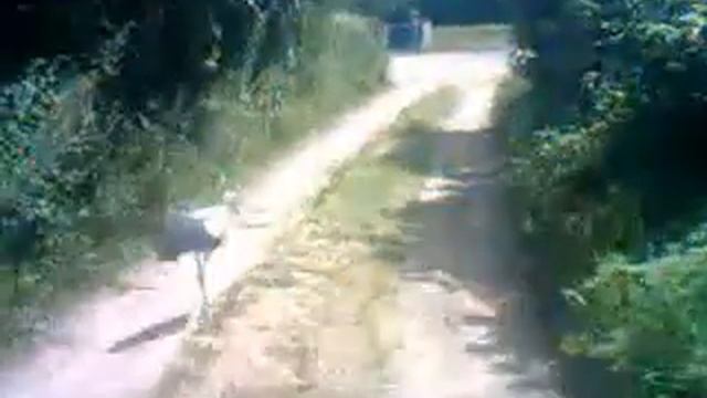 БУСЛИК ИДЁТ ДОМОЙ,ГДЕ ВЫЛУПИЛСЯ НА СВЕТ БОЖИЙ смотреть онлайн