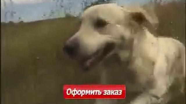 Роял канин здоровый и питательный корм для собак Royal Canin породы Голден Ретривер смотреть онлайн