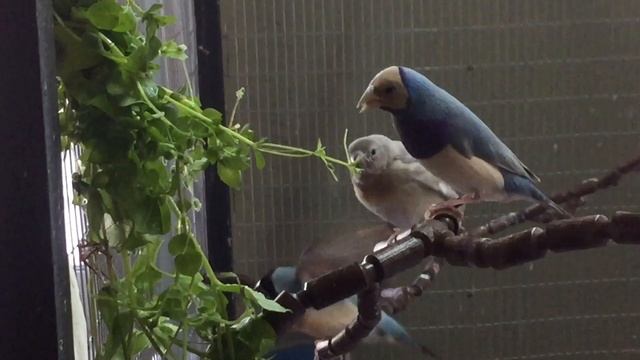 Амадины Гульда,молодняк живет на улице.