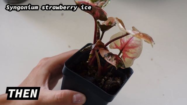 Houseplants You Might Not Know About! | Uncommon Syngonium Indoor Plant Collection! syngonium albo смотреть онлайн