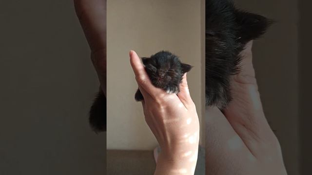Котята Мейн Кун смотреть онлайн