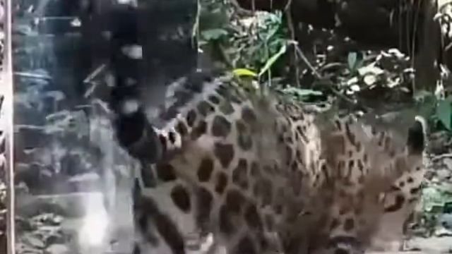 Реакция диких животных на собственное отражение