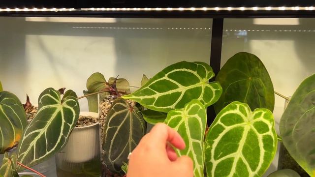 Discover My Living Room Jungle: 300+ Rare Houseplants! 🌿 | Part 1 Of Ultimate Plant Tour