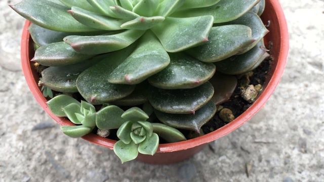Echeveria Olivia 多肉植物辨識 奧莉維雅