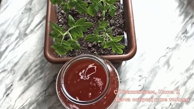 РАССАДА ПРЁТ КАК НА ДРОЖЖАХ! НАТУРАЛЬНАЯ ПОДКОРМКА РАССАДЫ ТОМАТОВ. Удобрение из луковой шелухи + смотреть онлайн