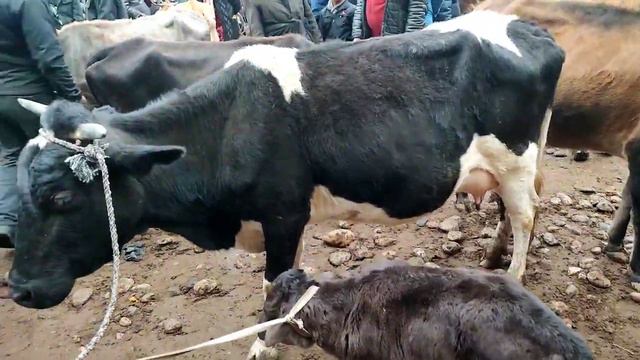 МОЛБОЗОР ШАХРИТУЗ КАТА МОЛАР КУРИНГ ГУНОЖИН БУКА ОТ СОГИЛИ СИГИР ХАМАСИ ТУШУНАРЛИ 15 ноября 2021 г. смотреть онлайн