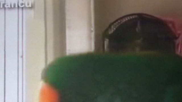 Попугай учится танцам по видео уроку смотреть онлайн