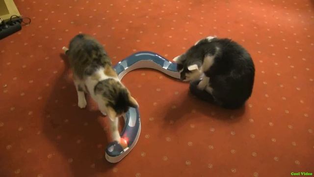 Коты и игрушечная змея смотреть онлайн