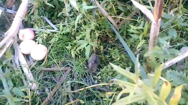 мышь полевая смотреть онлайн
