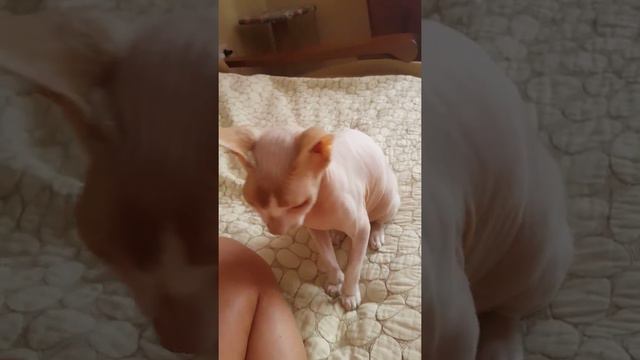 Кот Феня! Сфинкс смотреть онлайн