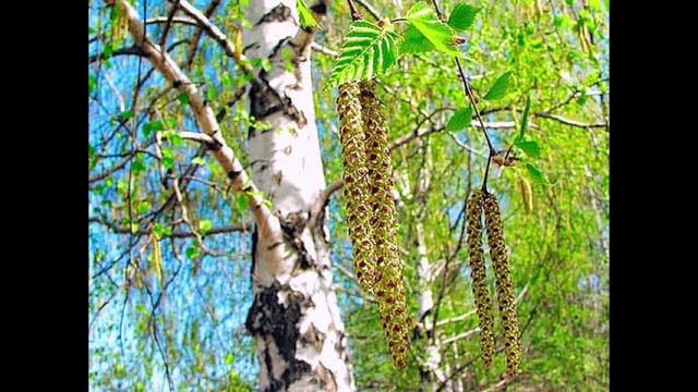 песня Россия - поет Дмитрий Афанасьев