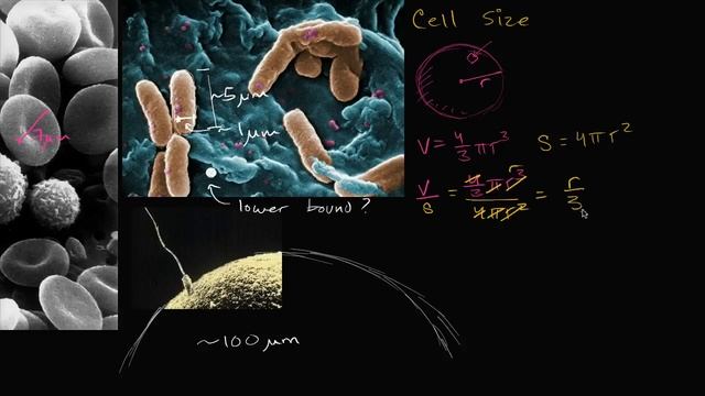 Cell size | Structure of a cell | Biology | Khan Academy смотреть онлайн