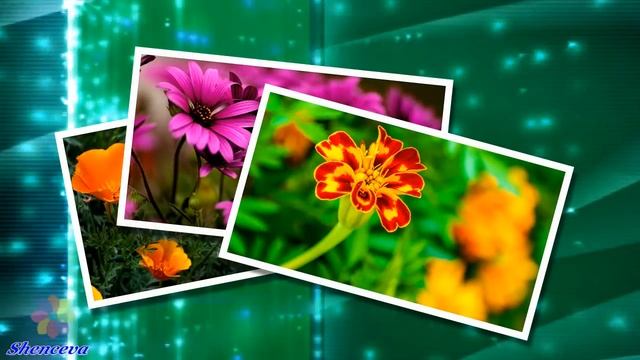 Нежный вальс цветов✦ - Видеорелакс - Потрясающая мелодия для души - Сергей Чекалин смотреть онлайн