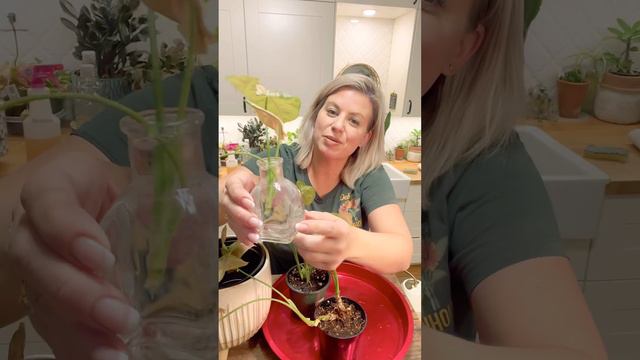 Houseplant Care: Syngonium