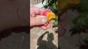 сорт персика Фаворит Мореттини