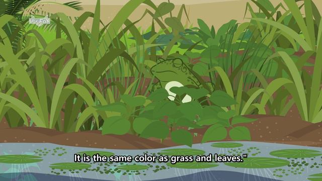 Animal Camouflage | Science | Animals | Little Fox | Bedtime Stories