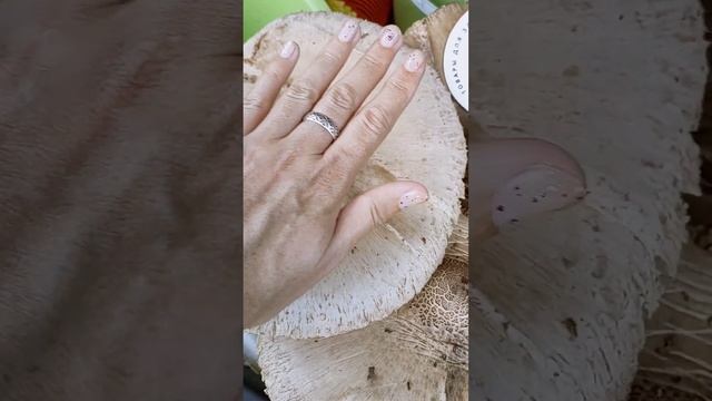 Первые грибы зонтики 2023 года. смотреть онлайн