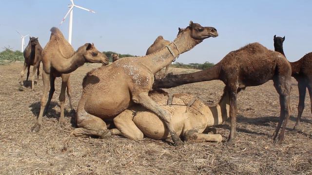 Kharai camel mating (Kutch-Gujarat) смотреть онлайн