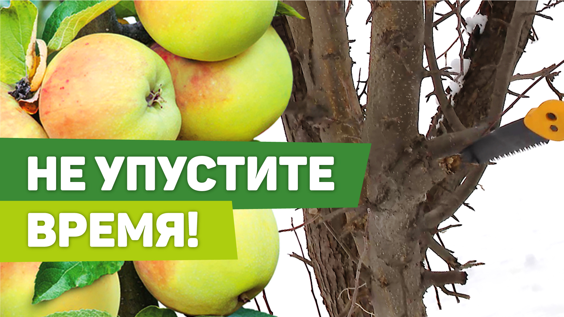 Весенняя обрезка плодовых. Как привести в порядок старую яблоню. смотреть онлайн