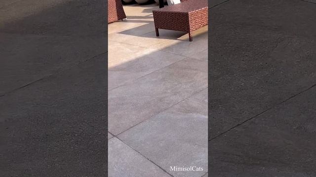 Кошки, которые живут на крыше. Британские золотые кошки MimisolCats смотреть онлайн