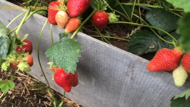 ДЖОЛИ - неприхотливый сорт клубники смотреть онлайн