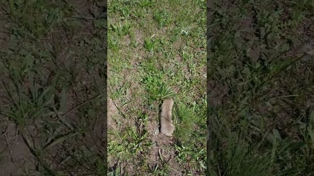 Слепыш. смотреть онлайн