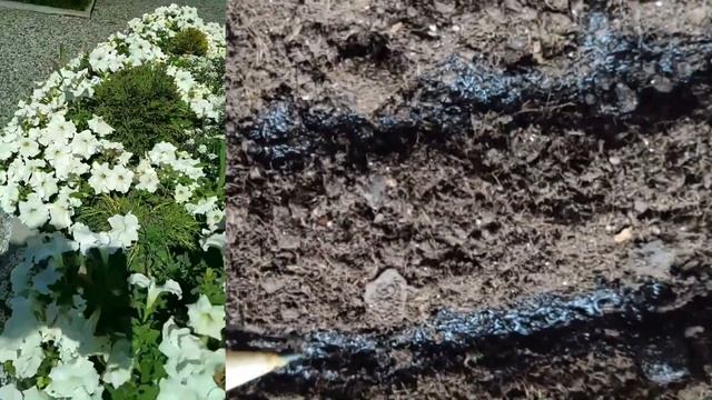 Петуния: как сажать, как поливать… | Инструкция для "чайников" или петуния останься в живых смотреть онлайн