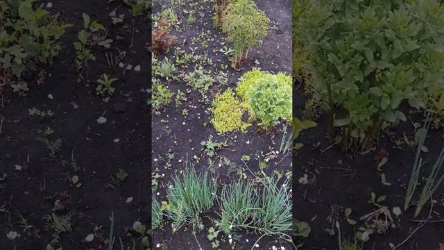 Уличные цветы в деревне. Соседи. Звуки природы. смотреть онлайн