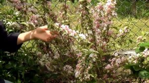 Вейгела. Цветение и виды.