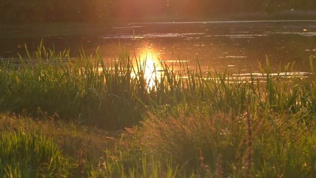 Релакс пауза. Лесное озеро. Солнце. Птицы. Закат #relaxing #relax #relaxpause #природа #лес #озеро смотреть онлайн