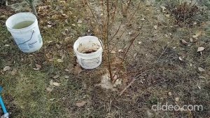 29 октября---Пирамидальный тополь Обрезка и посадка