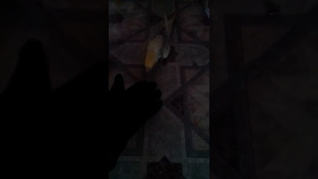 Как приучить попугая к рукам. смотреть онлайн